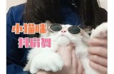 猫咪抖阴：探讨猫咪抖动的背景与健康提示