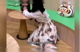 快猫抖阴：探秘猫咪与狼人之间的小清新故事