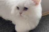猫咪抖阴：最可爱的猫咪视频分享实践，轻松邂逅萌宠！