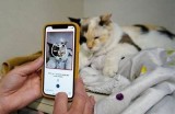 猫咪抖阴APP：轻松掌握宠物健康与欢乐互动的必备工具