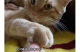 猫咪抖阴全解析：如何通过百度云获取精彩内容