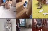 快猫生活记录：分享你的抖阴瞬间，探索更多精彩故事