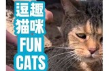 小花猫抖阴：萌宠的搞笑瞬间与可爱日常