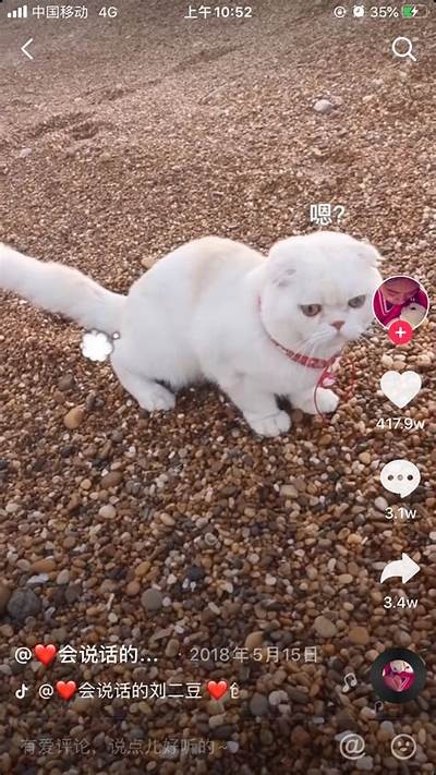 抖音猫咪希尔薇：宠物界的呆萌明星，带你领略猫咪的魅力