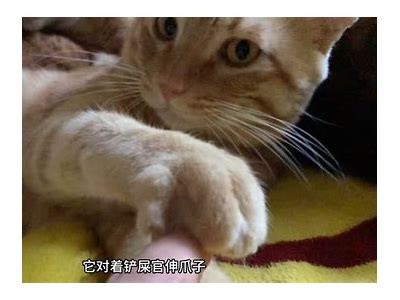 猫咪抖阴全解析：如何通过百度云获取精彩内容