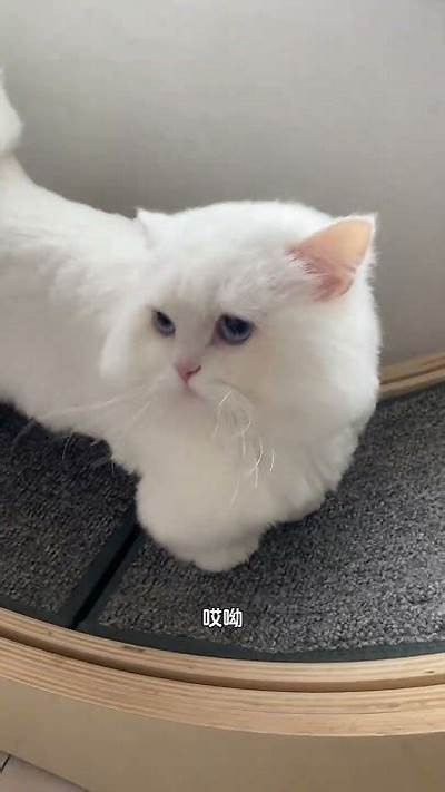 猫抖阴：揭秘猫咪日常搞笑瞬间与可爱行为