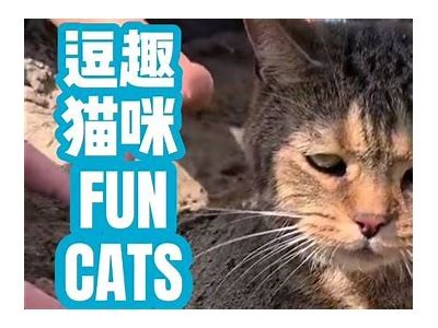 小花猫抖阴：萌宠的搞笑瞬间与可爱日常