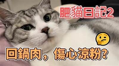 快猫记录生活：与你分享抖阴的乐趣与精彩瞬间