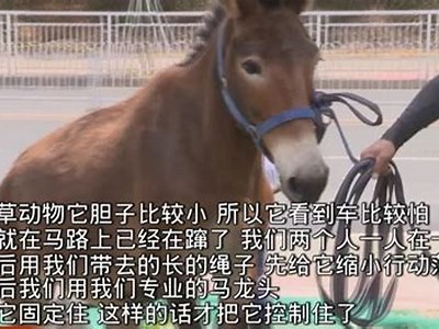 抖阴段视黄瓜视频：最新热门短视频分享与解读
